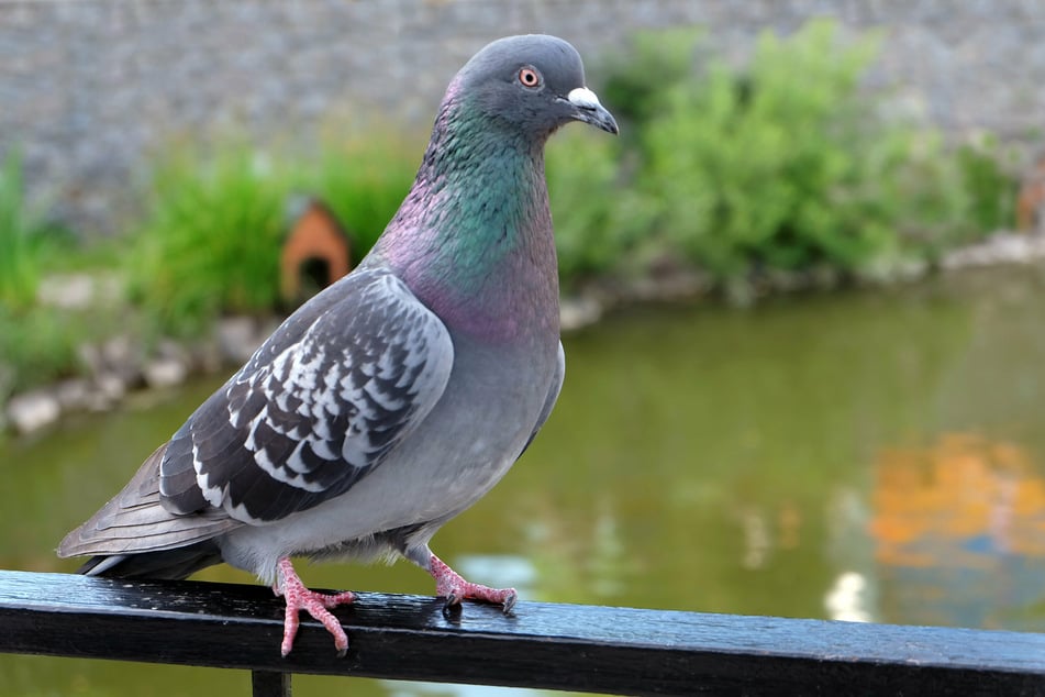 Diese kleinen Tiere haben einen besonderen Platz in Mike Tysons Herz: Tauben! (Symbolbild)