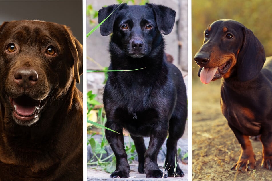 Gesicht vom Labrador, Statur vom Dackel: Der Labrador-Dackel-Mix ist ein beliebter Mischling.
