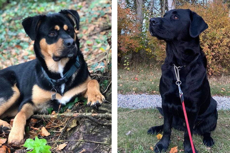 Diese Golden Rotties verdeutlichen: Optisch gibt es durchaus Unterschiede.