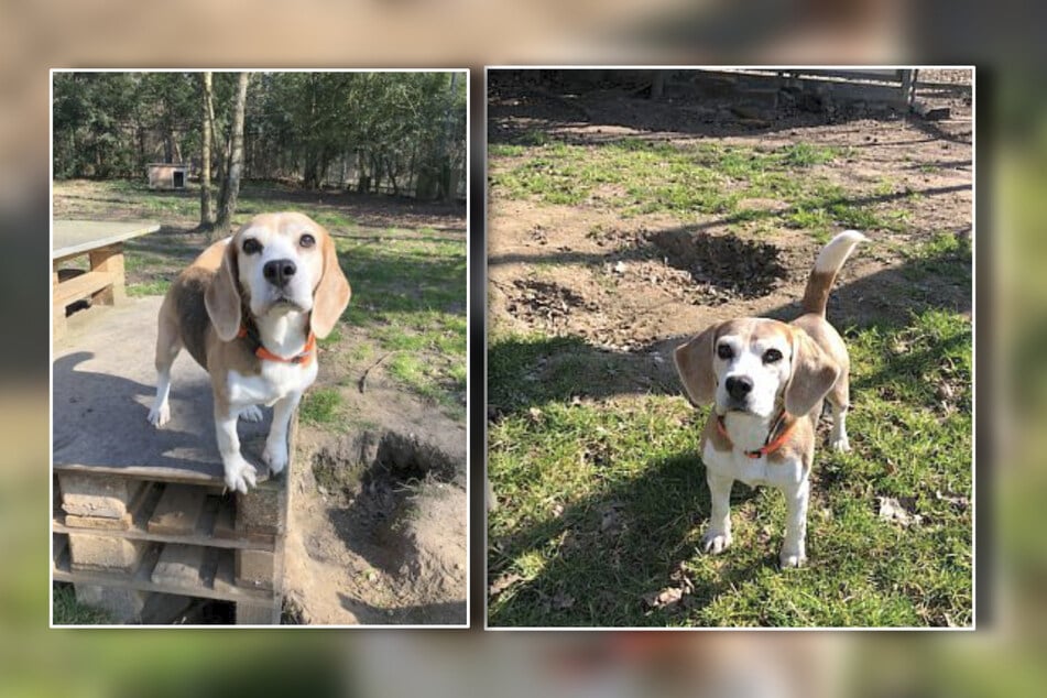 Evi liebt große Gassi-Runden und liebevolle Streicheleinheiten.