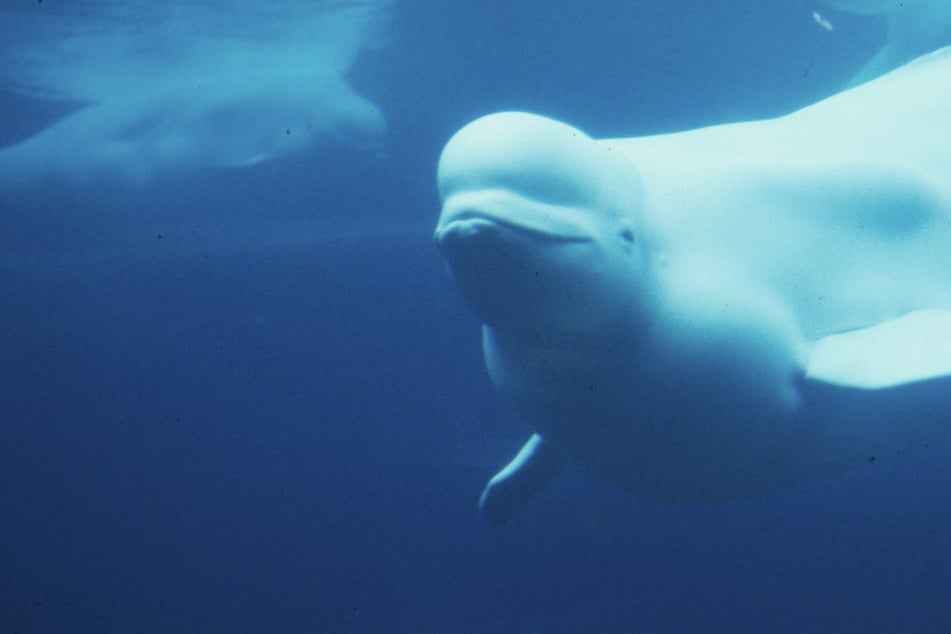 Zweiter Wal vor Deutscher Küste gesichtet! Droht auch er zu stranden?