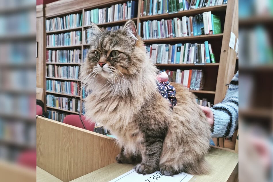 Der Sbirische Waldkater "Issy" (6) leistet den Studenten an der Universität Oxford beim Lernen in der Bibliothek Gesellschaft.