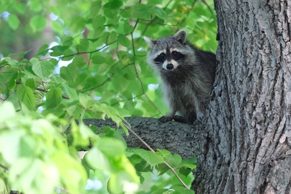 Der ursprünglich aus Nordamerika stammende Waschbär hat sich in manchen Städten zu einer Plage entwickelt. Auch in Leipzig blickt das Raubtier selbstbewusst in die Kamera. (Archivbild)