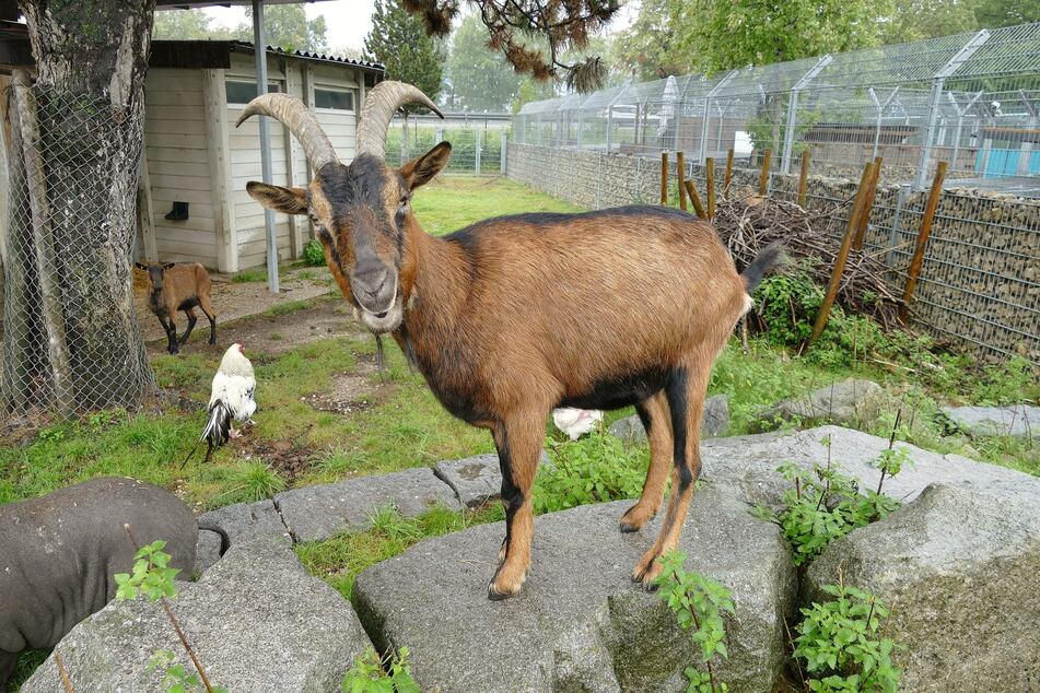 Der Ziegenbock lebt im Tierheim in einer bunten WG mit Schafen und Hühner.
