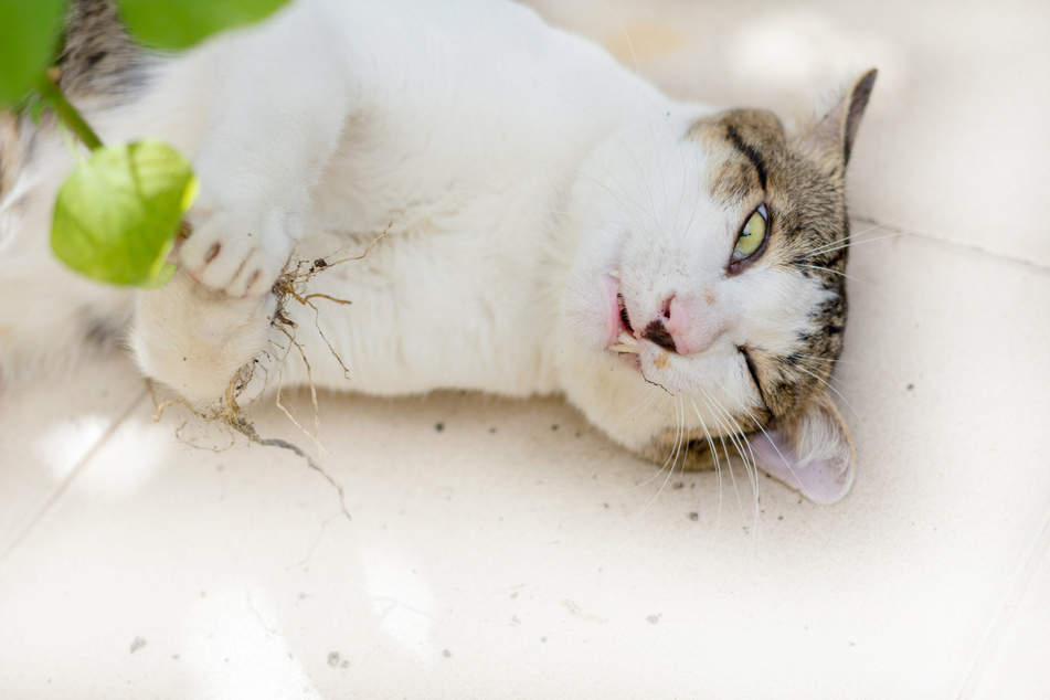 Katzenminze: Welche Wirkung hat die Droge auf deine Katze?