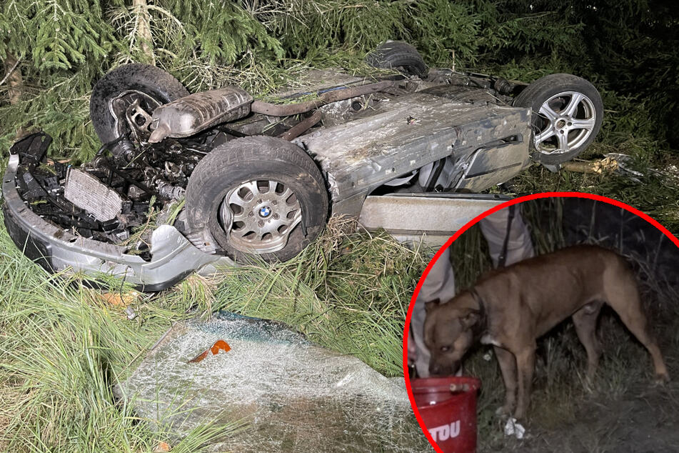 BMW kracht aufs Dach: Fahrer schwer verletzt, Polizei betreut Hund