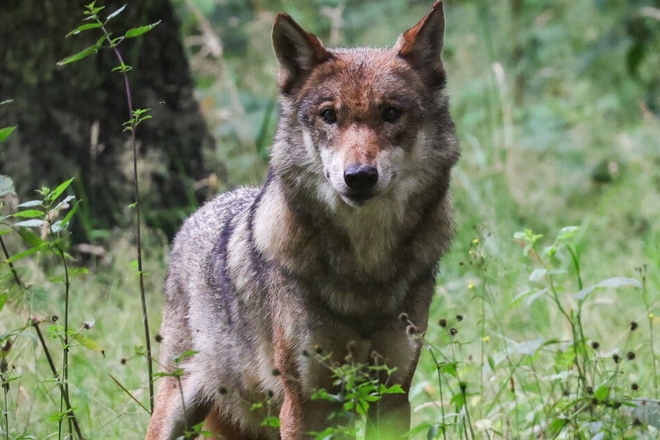 Welcher Wolf für den Tod der Schafe verantwortlich ist, steht noch nicht fest. (Symbolbild)