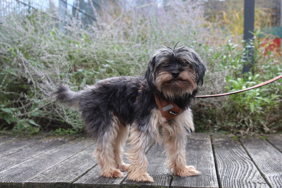 Yorkshire Terrier "Timmy" hofft auf neue Besitzer, die ihm das Hunde-Einmaleins beibringen.