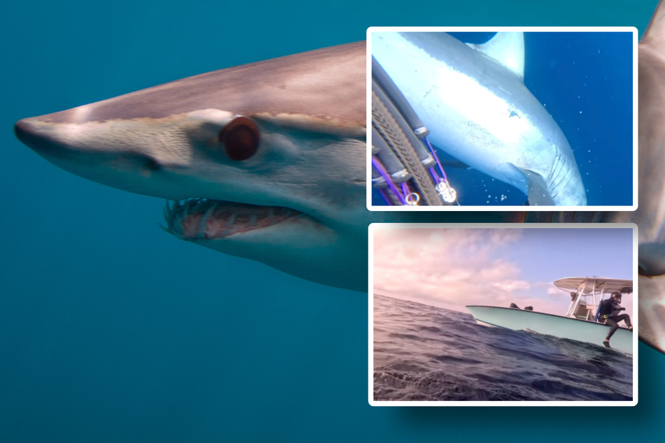 Albtraum auf hoher See: Taucher wird von Hai angegriffen - "Ich war seine Beute"