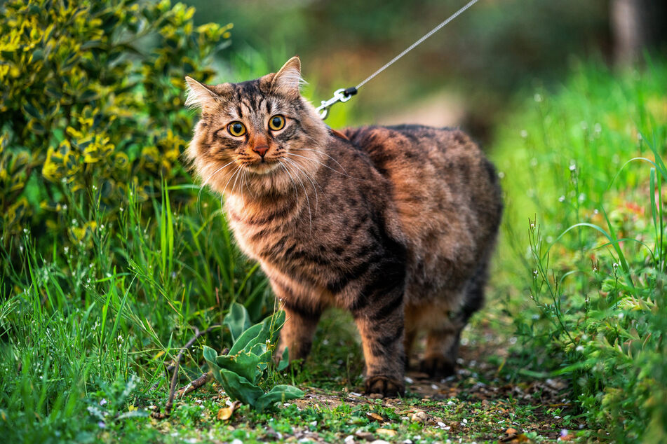 There are many good harnesses and leashes for cats, you just need to choose the right one.