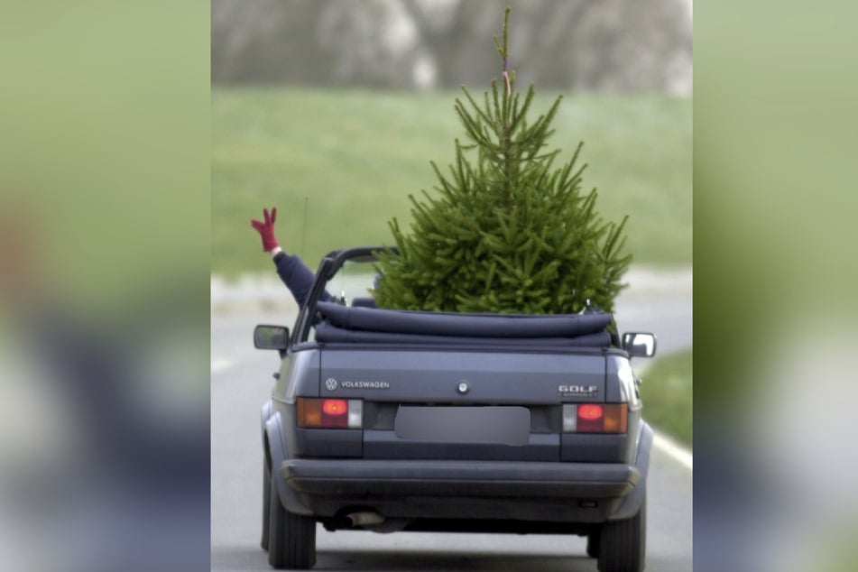 Schön fürs Foto, untauglich in der Praxis - so sollte man einen Weihnachtsbaum im Cabrio nicht transportieren. Bei einer Vollbremsung würde er die Fahrerin schlimmstenfalls erschlagen.