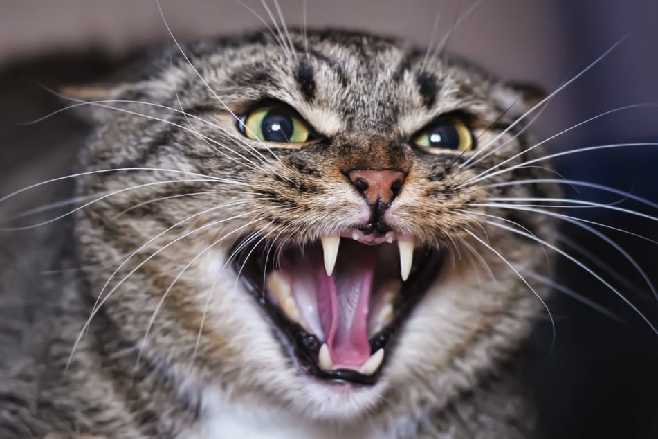 This angry kitty is not going to accept a half-hearted apology!