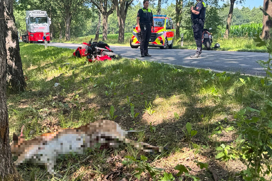 Der angefahrene Hirsch starb noch an der Unfallstelle.