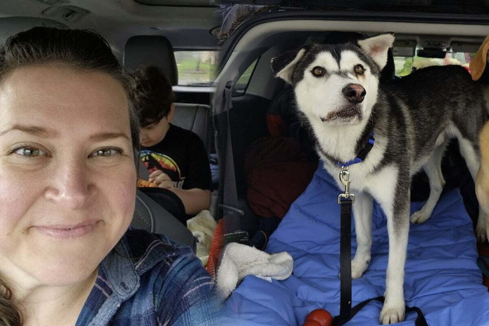Husky gets his forever home after a family drives over 1,000 miles to rescue him