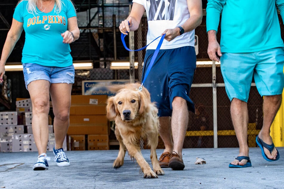 The dogs rescued from slaughter are now Floridians!