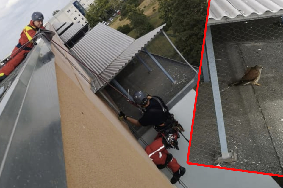 Der kleine Vogel war in einem Gitter gefangen.