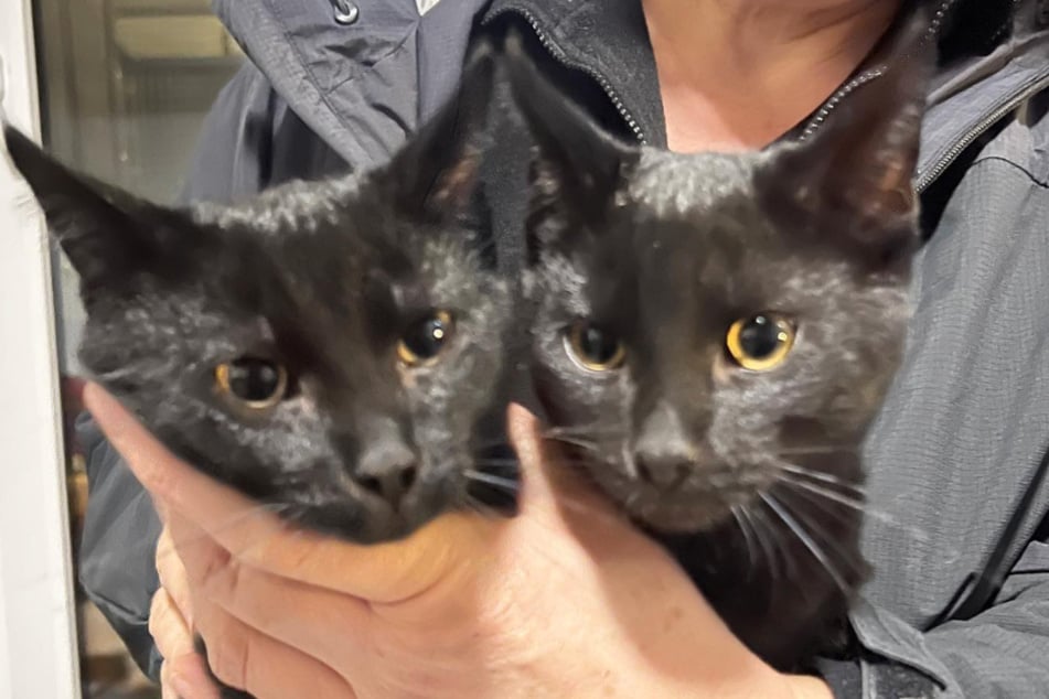 Die beiden Kater Stevie und Blacky kamen aus der Vermittlung zurück, weil sie ihren neuen Besitzern zu lebhaft waren.