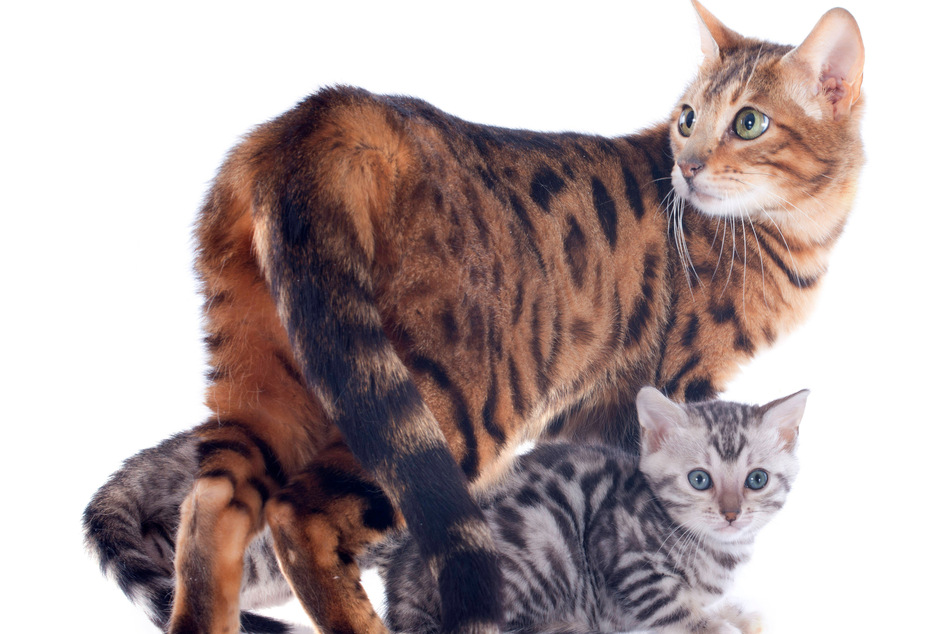 Bengal cats are some of the most interesting and most beautiful kitties in the world.