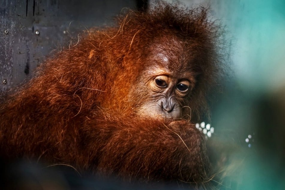 The Sumatran orangutan is only found on one island in Indonesia and is critically endangered after vast swaths of its habitat were destroyed.