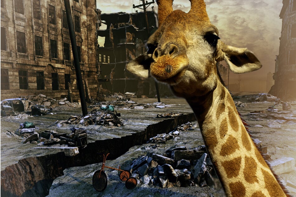 Eine gigantische Riesengiraffe greift eine Großstadt an: Das war eine der Vorhersagen von Hellsehern für das Jahr 2024. (Symbolbild)