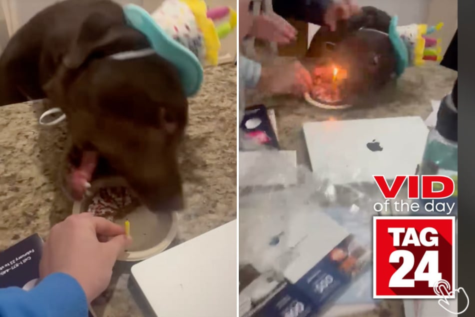 Today's Viral Video of the Day features an excited dog who almost ruined his birthday surprise by not having enough patience before eating cake!