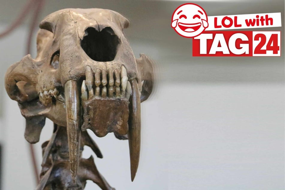 Joke of the Day for March 21, 2026: A cat joke for Caturday!