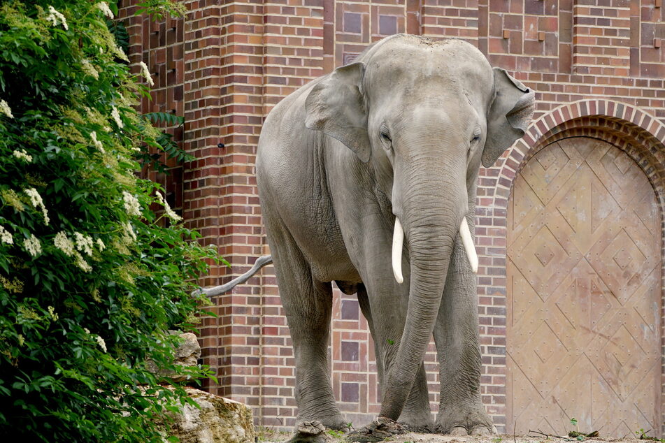 Elefantenbulle Voi Nam auf der Außenanlage vor dem Dickhäuterhaus - morgen wird er 20 Jahre alt.