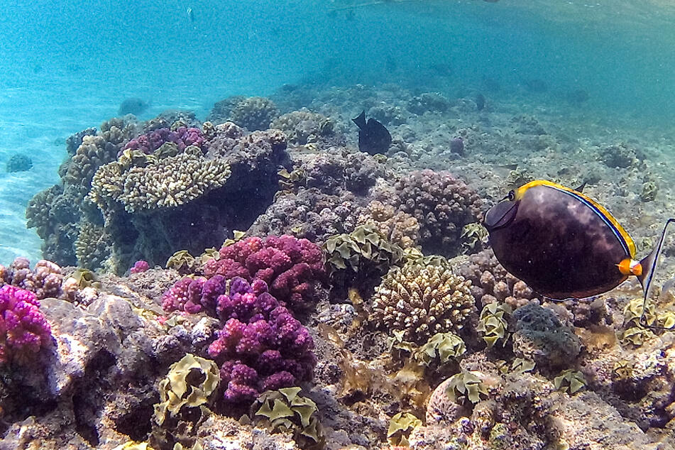 Orange-spine unicornfish, also known as barcheek unicornfish or naso tang, swim by a coral reef along Egypt's Red Sea coast. Most shallow water corals, battered and bleached white by repeated marine heatwaves, are "unlikely to last the century," the Intergovernmental Panel on Climate Change said this year.