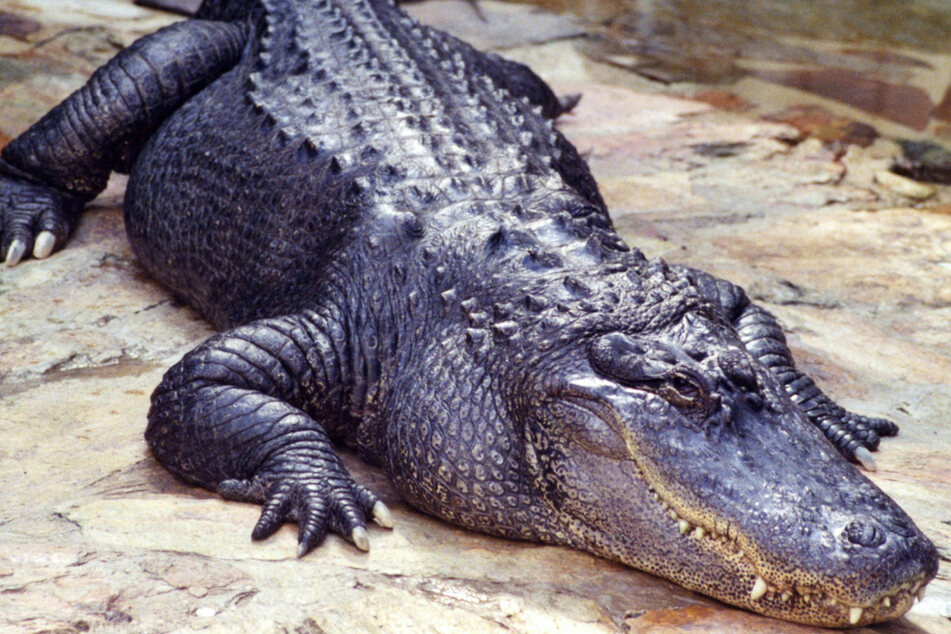 Alligators are common in Florida... but not inside homes!