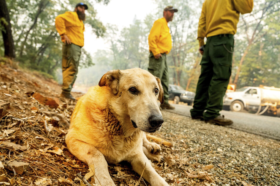 Drei Retter, die mit einem Wasserfahrzeug durch das Brandgebiet fuhren, entdeckten plötzlich einen Hund und brachten ihn in Sicherheit.