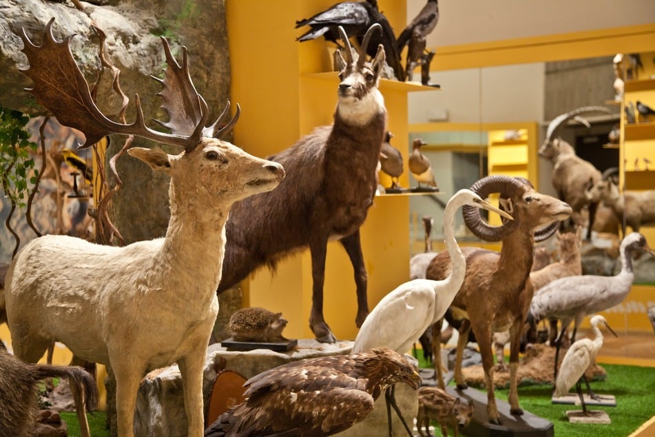 Das Naturkundemuseum ist bei Groß und Klein ein beliebtes Ausflugsziel bei Regenwetter. (Symbolbild)