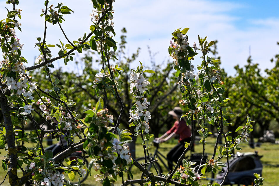 Seit 1879 laden Obstbauern in Werder die Besucher ein, sich im Frühling auf ihren Plantagen umzusehen, die Blüte von Apfel- oder Kirschbäumen zu feiern und Obstweine zu genießen.