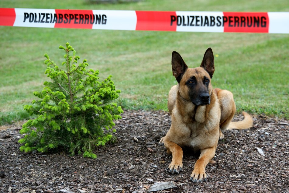 Der getötete Hund war ein Malinois, eine Varietät des Belgischen Schäferhundes. Die Rasse, die ironischerweise oft als Polizeihunde eingesetzt werden. (Beispielbild)