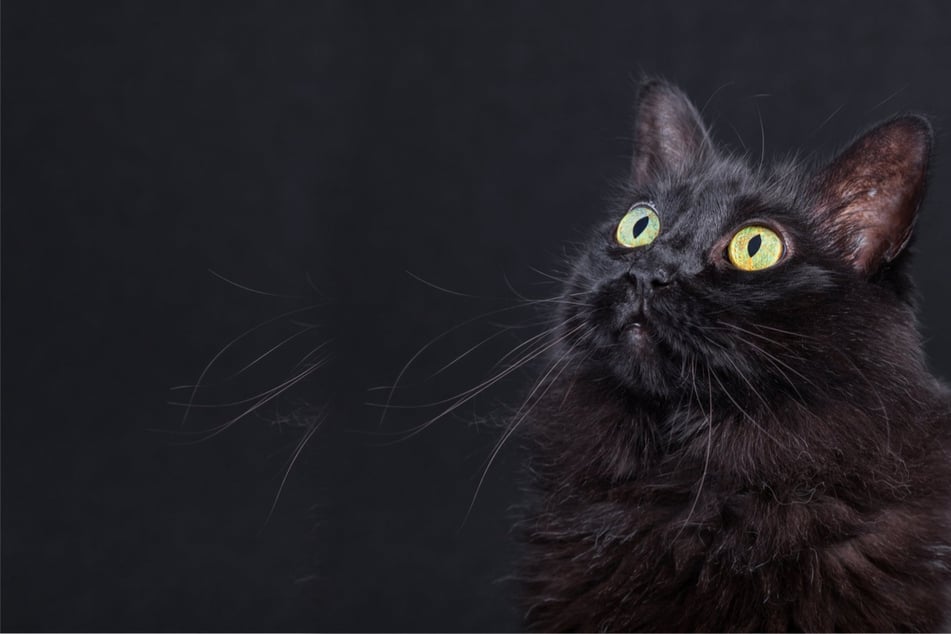 Black cats: 5 tips for snapping the purr-fect pics