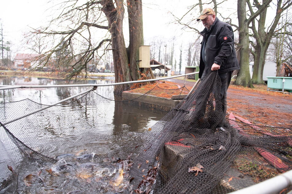 Reiche Ernte: ein Netz voll Karpfen. Der Fisch hat weniger Fett als Lachs.