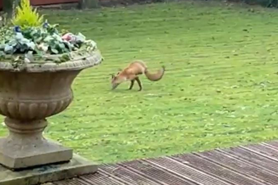 Der Fuchs war auf seinen nur zwei Beinen gut zu Fuß.