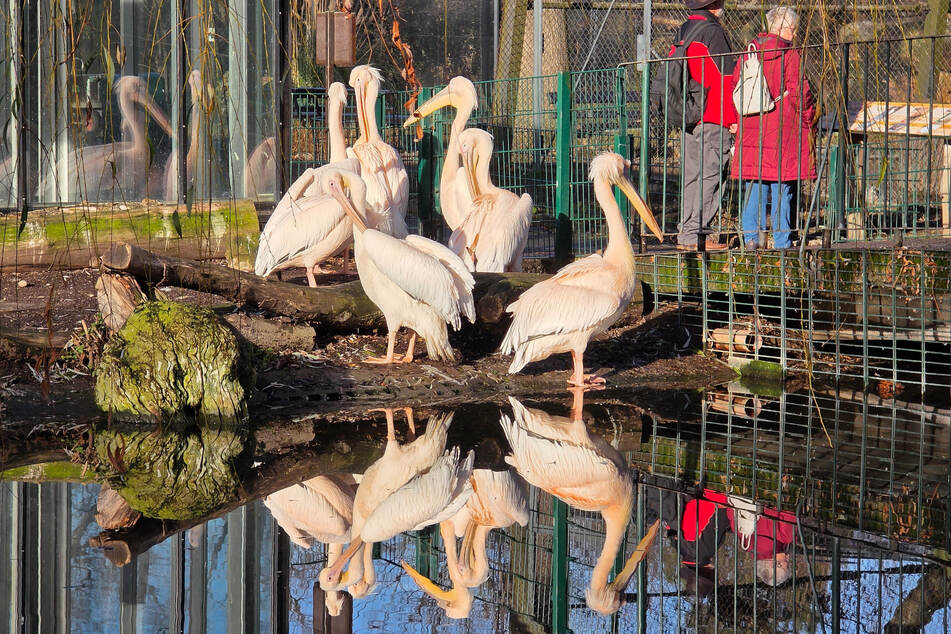 Wasservögel wie der Pelikan gehören dabei zu den besonders bedrohten Vogelarten.