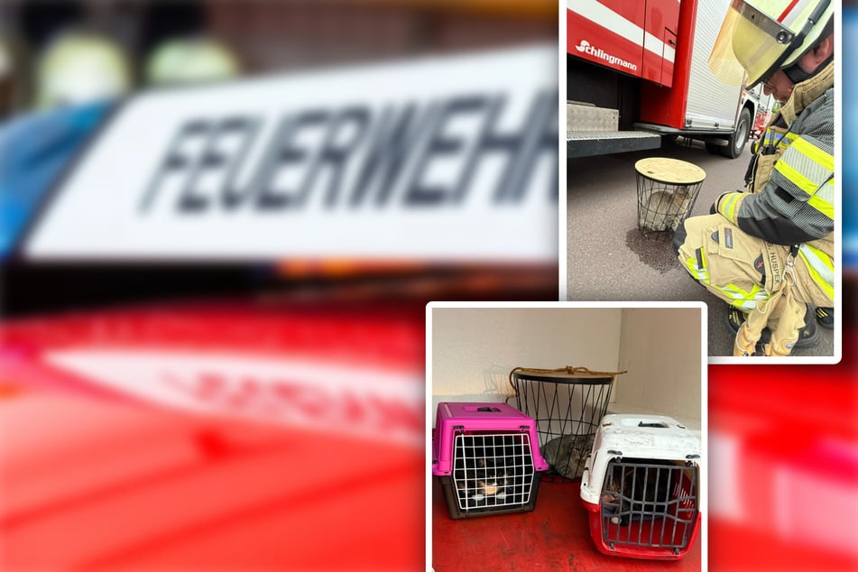 Einsatz in Neue Neustadt: Feuerwehr rettet drei Katzen aus brennender Wohnung