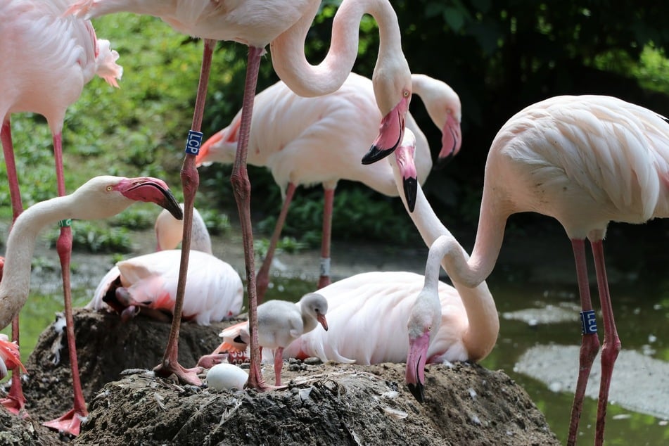 Zehn Flamingo-Küken sind in diesem Jahr im Tierpark geschlüpft - ein Highlight für viele Besucher.