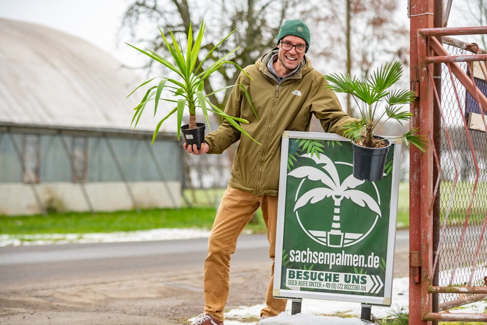 Vor drei Jahren gründete der Gartenbauer sein Unternehmen "Sachsenpalmen".