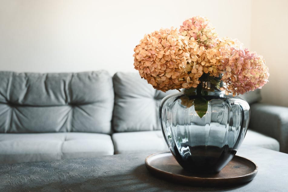 Getrocknete Hortensien sind eine hübsche Dekoration für jedes Zuhause.