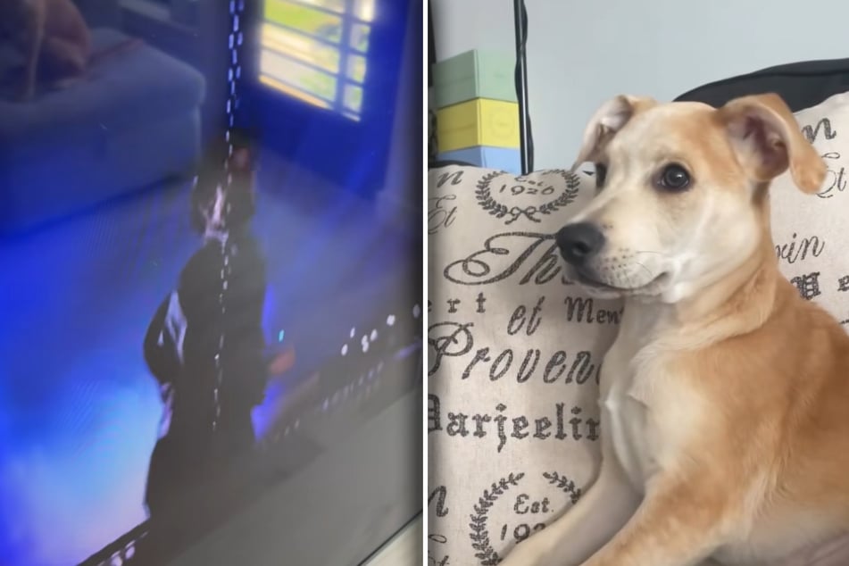 Als John Travolta in "Grease" den Song "Sandy" schmettert, sitzt die gleichnamige Hündin mehr als aufmerksam vorm Fernseher.