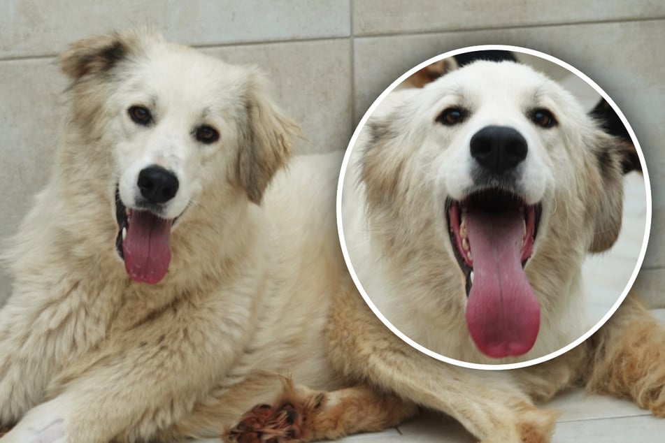 Menschenbezogen und verschmust: Kann Chefin Dora die "Chance ihres Lebens" nutzen?