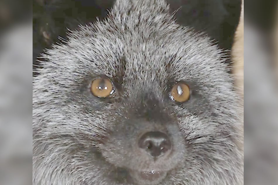 Fur Harvesters Auction ist das letzte verbliebene Pelzauktionshaus in Nordamerika.