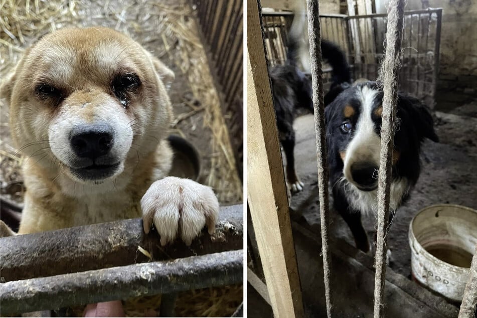 Viele der nun auf einer polnischen Hundefarm entdeckten Tiere waren krank, voller Flöhe und von Würmern befallen.