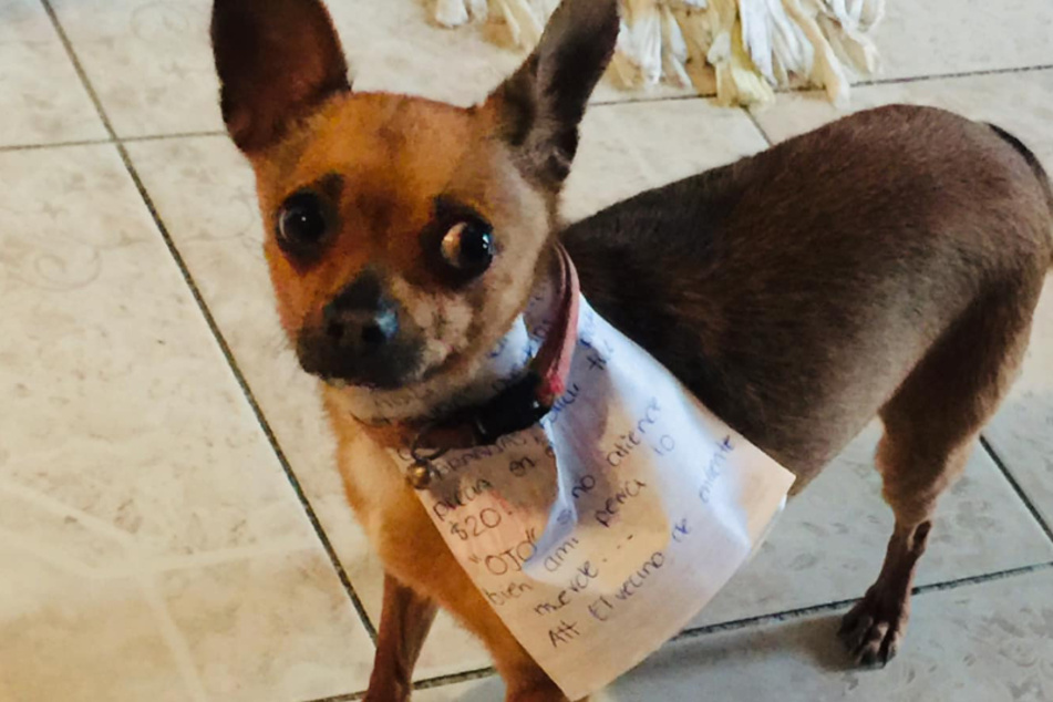 Mann in Quarantäne schickt Hund zum Einkaufen