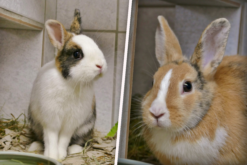 Männchen Vicky (l.) und Weibchen Finja wurden vermutlich ausgesetzt.