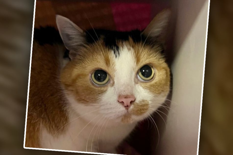 Katze Lila wünscht sich ein Zuhause in Wohnungshaltung mit gesichertem Balkon.