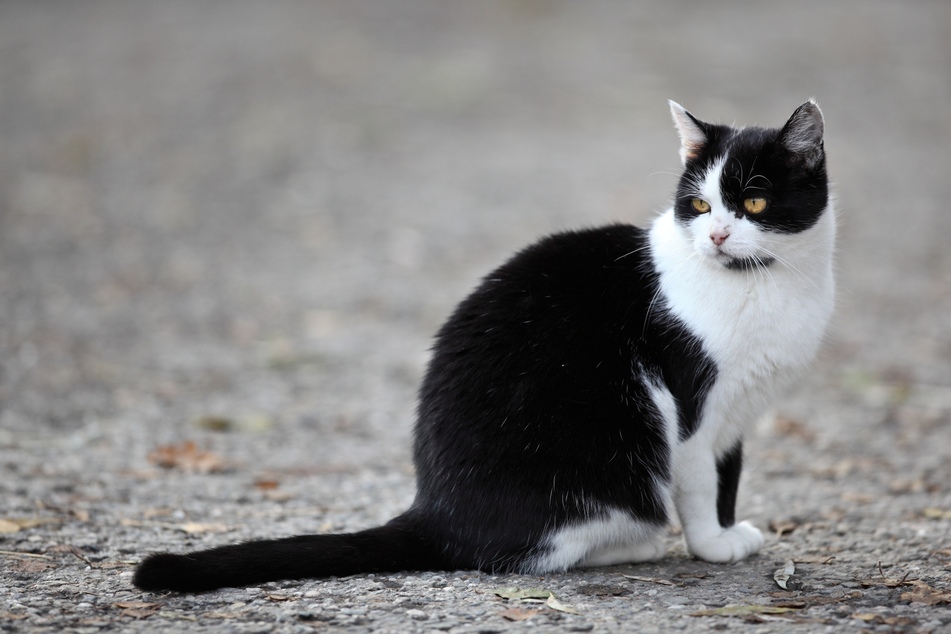 More than 1000 feral cats are currently protecting the streets of Chicago (stock image).