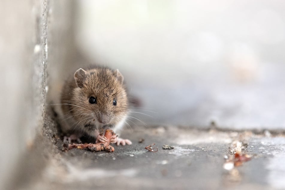 Die Maus wurde von einem bislang unbekannten Täter in das Fahrzeug gesetzt. (Symbolbild)